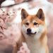 Shiba Inu price prediction: mapping out potential SHIB scenarios