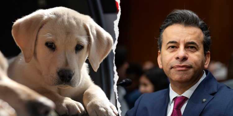 PETA, animal rights groups praise Trump admin for phasing out ‘cruel tests on dogs’ and other animals