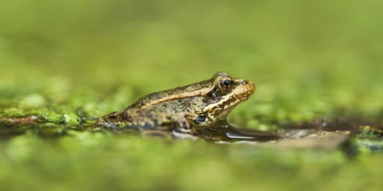 AI detects sound of frog species threatened in Southern California
