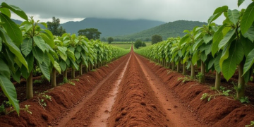Why are cocoa prices falling sharply as market approaches year’s low