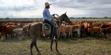 Trump’s Argentina beef import plan will harm U.S. ranchers, industry warns