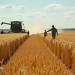 SovEcon raises Russia’s 2025 wheat harvest forecast amid record Siberian yields