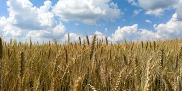 Kansas crop woes fuel wheat rally ahead of USDA winter acreage estimate