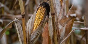 Is America on the cusp of a farm crisis?